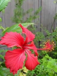 Hibiscus Psyche